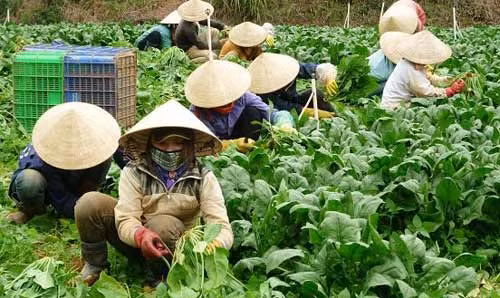 Hành tây, khoai tây TQ chứa chất ướp xác?, Tin tức trong ngày, chat uop xac, khoai tay, hanh tay, nong san, trung quoc, thuc vat, nhap khau, bao