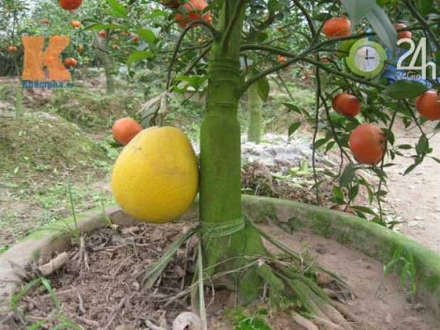 Gốc cây bưởi chua được ông Giáp dùng để cấy ghép các loại quả