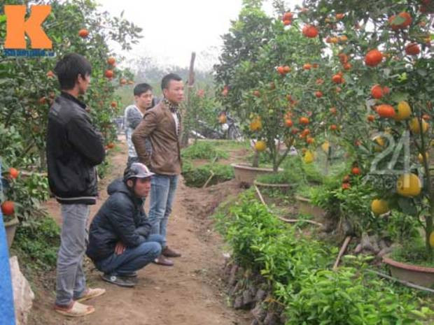 Rất nhiều khách hàng đến xem, đặt mua cây cho 5 loại quả