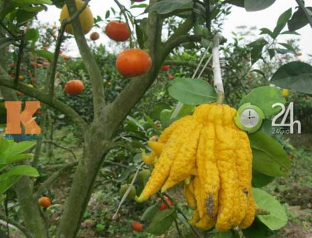 Quả phật thủ chín đúng vào dịp tết