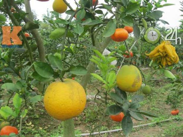 Quả bưởi ngọt được ghép thành công