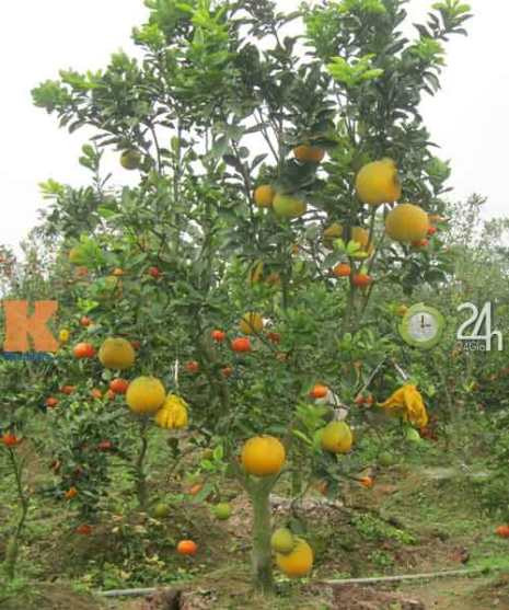 Cây cho 5 loại quả khác nhau