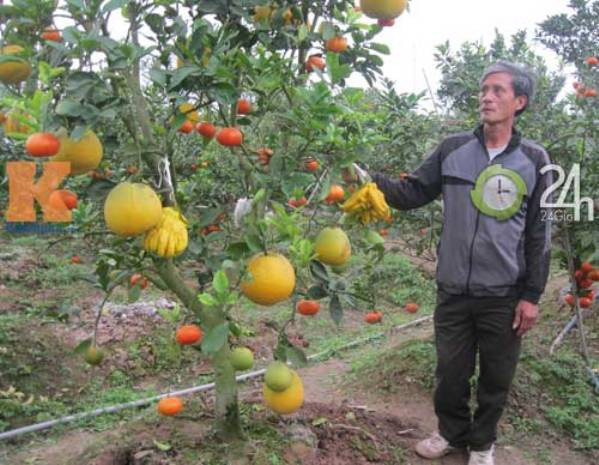 Ông Giáp - người ghép thành công cây ngũ quả chơi dịp tết