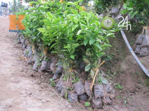 Cây bưởi chua nhỏ được dùng để ghép quả