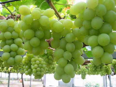 Nho Trái nho có nhiều sinh tố C, sinh tố B6,potassium và flavonoids. Những chất này giúp làm giảm áp huyết, giảm lượng cholesterol xấu và giúp việc bơm máu trong tim.