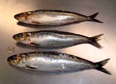 Cá mòi Trong các loại cá sống ở vùng nước lạnh, cá mòi chứa a xít béo omega-3 nhiều nhất. Chất béo này giúp hạ thấp hàm lượng phân tử triglyceride gây hại, làm tăng HDL, giảm nguy cơ rối loạn nhịp tim và hạn chế tình trạng sưng viêm - nguyên nhân làm mảng bám tróc ra và hình thành các cục máu đông, có thể gây nhồi máu cơ tim. Nghiên cứu cho thấy phụ nữ ăn nhiều cá mòi giảm 38% nguy cơ mắc chứng thiếu máu cục bộ.