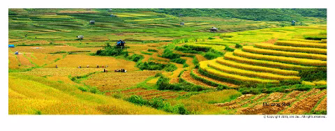 Mùa gặt lúa vùng cao