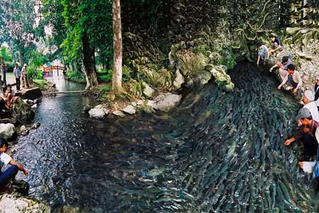 Suối Ngọc - nằm dưới chân núi Trường Sinh ( thôn Lương Ngọc - xã Cẩm Lương, Thanh Hóa) nơi có suối cá thần kỳ thú chảy qua. Suối Ngọc - nằm dưới chân núi Trường Sinh ( thôn Lương Ngọc - xã Cẩm Lương, Thanh Hóa) nơi có suối cá thần kỳ thú chảy qua.