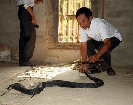 Gia đình bác Hà Văn Chữ, chủ tịch hội cựu chiến của xã Bạch Lưu cũng là một tấm gương điển hình cho nhân dân làm theo trong mô hình kinh tế này.