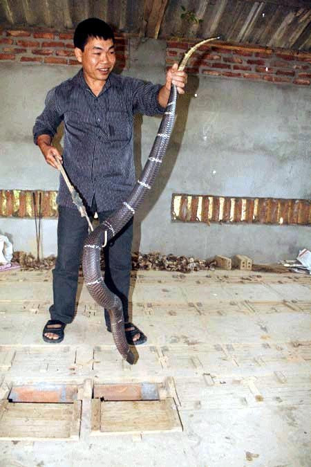 Một con rắn Hổ mang bành được anh Thuận nuôi trong 8 tháng đã có cân nặng vào khoảng 4kg.