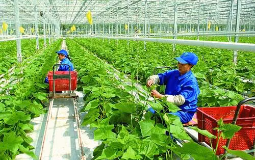 Thủ tướng Chính phủ vừa phê duyệt Chiến lược phát triển kinh tế tập thể, hợp tác xã giai đoạn 2021 – 2030. Ảnh minh họa: Hội Nông dân Việt Nam
