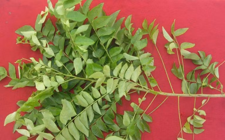 2. Lá cỏ cà ri: Đun sôi 2 cốc nước lạnh, sau đó thêm vào 1 cốc lá cỏ cà ri. Bắc xuống khỏi bếp và vớt lá ra, để nguội dùng nước đó để súc miệng từ 2 đến 3 lần/ngày. 2. Lá cỏ cà ri: Đun sôi 2 cốc nước lạnh, sau đó thêm vào 1 cốc lá cỏ cà ri. Bắc xuống khỏi bếp và vớt lá ra, để nguội dùng nước đó để súc miệng từ 2 đến 3 lần/ngày.