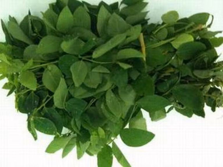 8. Lá rau ngót: Rửa sạch, chỉ lấy lá, giã nát, ép lấy nước cốt, hòa với ít mật ong. Dùng bông thấm thuốc bôi vào chỗ sưng đau, lở loét. Ngày bôi 2 - 3 lần. Có tác dụng giống như cỏ nhọ nồi. 8. Lá rau ngót: Rửa sạch, chỉ lấy lá, giã nát, ép lấy nước cốt, hòa với ít mật ong. Dùng bông thấm thuốc bôi vào chỗ sưng đau, lở loét. Ngày bôi 2 - 3 lần. Có tác dụng giống như cỏ nhọ nồi.