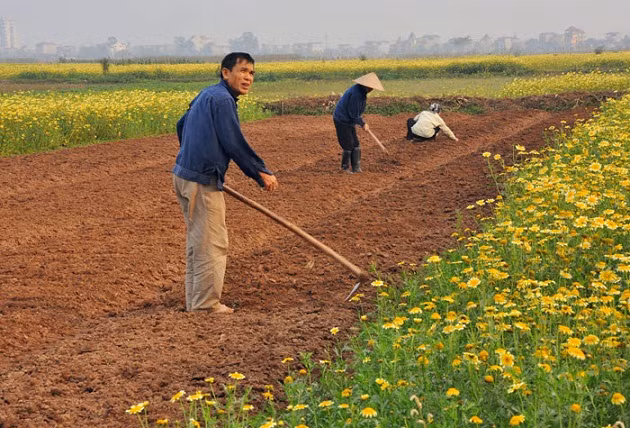 Màu vàng của hoa cải cúc bên người dân lao động.