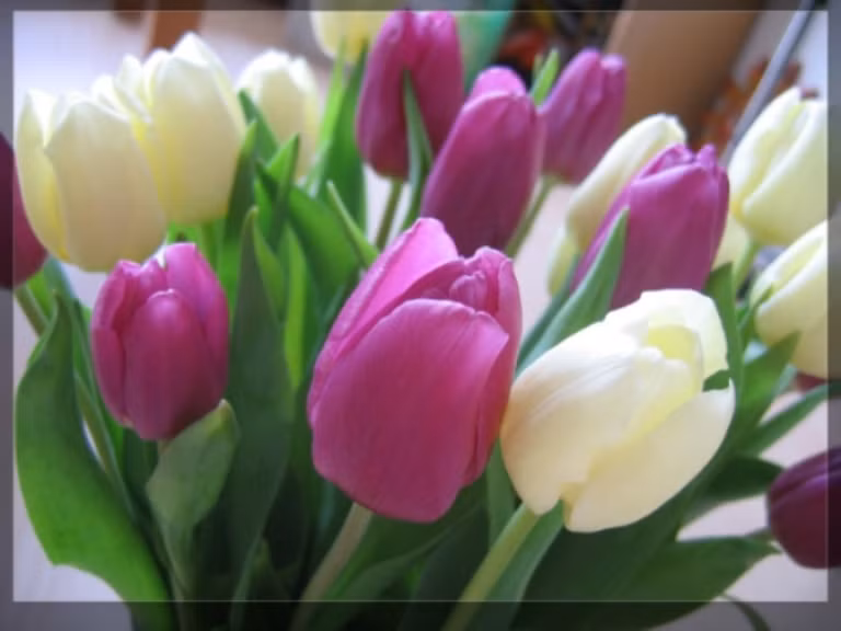 3. Hoa tulip và trinh nữ: Trong loại hoa và cây này có một loại chất chứa kiềm, loại chất hữu cơ có độc, người tiếp xúc nhiều sẽ bị rụng tóc và lông. 3. Hoa tulip và trinh nữ: Trong loại hoa và cây này có một loại chất chứa kiềm, loại chất hữu cơ có độc, người tiếp xúc nhiều sẽ bị rụng tóc và lông.