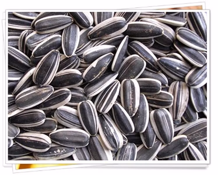 Hơn nữa, nó cũng có tác dụng ngăn ngừa táo bón và làm giảm mức độ cholesterol trong huyết thanh. Ngoài ra, hạt hướng dương có chứa một số lượng lớn kali, nhiều hơn so với chuối và cam. Kali là một chất rất cần thiết cho cơ thể con người. Nếu cơ thể thiếu kali, nó có thể gây suy yếu cơ tim, yếu cơ, và thậm chí gây ra nhồi máu cơ tim. Hơn nữa, nó cũng có tác dụng ngăn ngừa táo bón và làm giảm mức độ cholesterol trong huyết thanh. Ngoài ra, hạt hướng dương có chứa một số lượng lớn kali, nhiều hơn so với chuối và cam. Kali là một chất rất cần thiết cho cơ thể con người. Nếu cơ thể thiếu kali, nó có thể gây suy yếu cơ tim, yếu cơ, và thậm chí gây ra nhồi máu cơ tim.