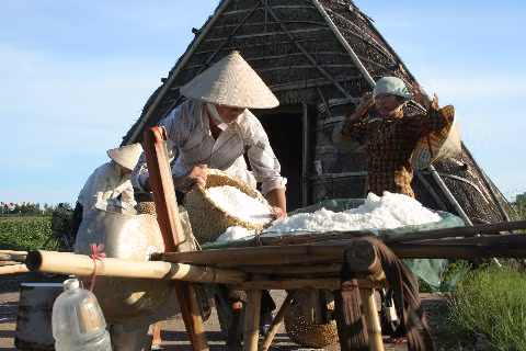 Cần mẫn gom đầy từng thúng muối.