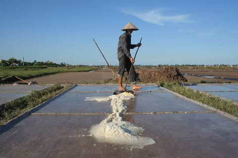 Những "luống" muối đơn độc trên cánh đồng.