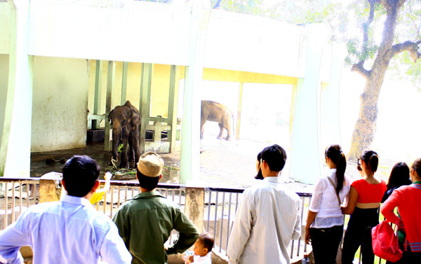 Những ánh mắt ái ngại cho tình hình của hai chú voi ở công viên Thủ Lệ Những ánh mắt ái ngại cho tình hình của hai chú voi ở công viên Thủ Lệ
