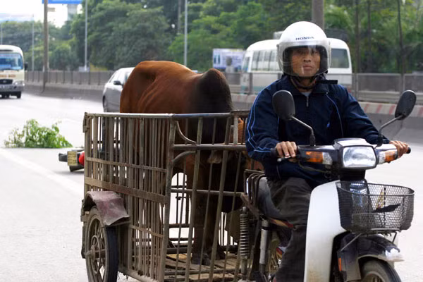 Một số chú đi lạc được chủ đưa về như thế này Một số chú đi lạc được chủ đưa về như thế này
