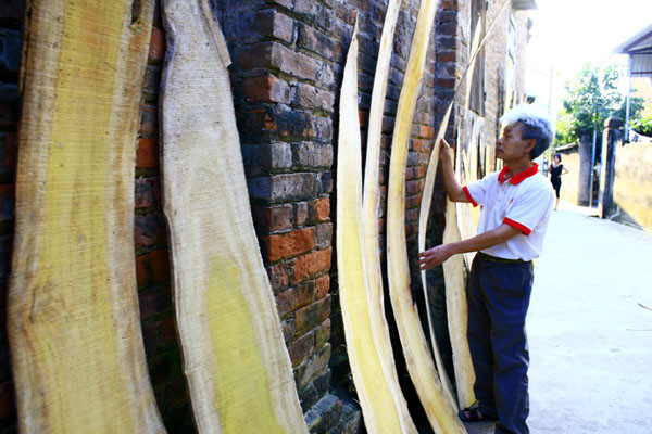 Những miếng gỗ mít xịn được phơi từ đầu làng