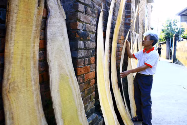 Những miếng gỗ mít xịn được phơi từ đầu làng Những miếng gỗ mít xịn được phơi từ đầu làng