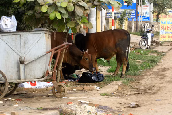 Những chú bò thản nhiên ăn rác và có thể phi ra đường bất kì lúc nào Những chú bò thản nhiên ăn rác và có thể phi ra đường bất kì lúc nào