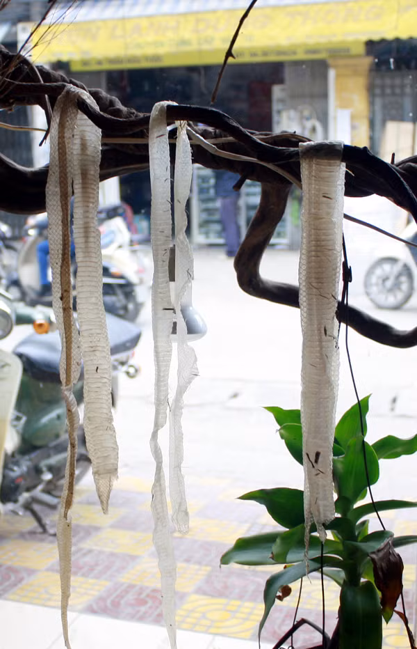 Da rắn bạch tạng lột