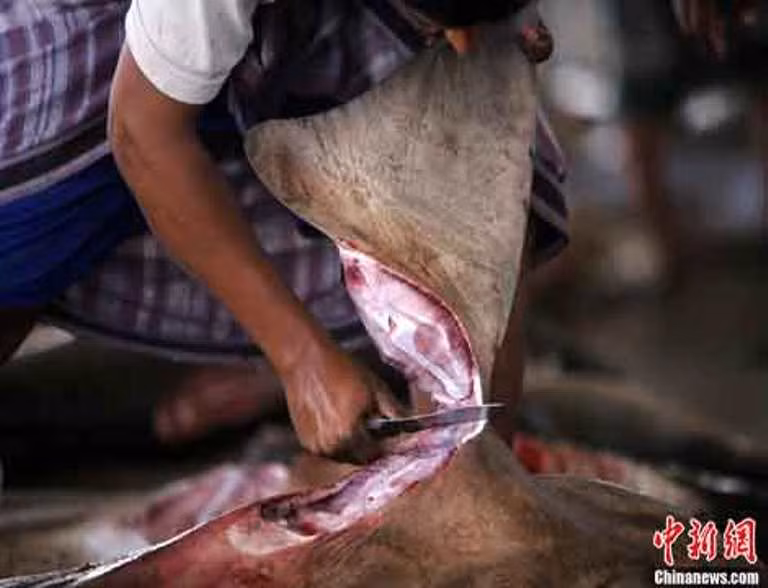 Người đàn ông đang dùng dao cắt vây con cá mập khổng lồ tại chợ chuyên mua bán vây cá mập.
