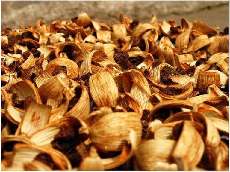 13. Cau khô: Kinh nghiệm dân gian, dùng miếng cau bổ tư chà trên răng giúp răng bóng sạch.