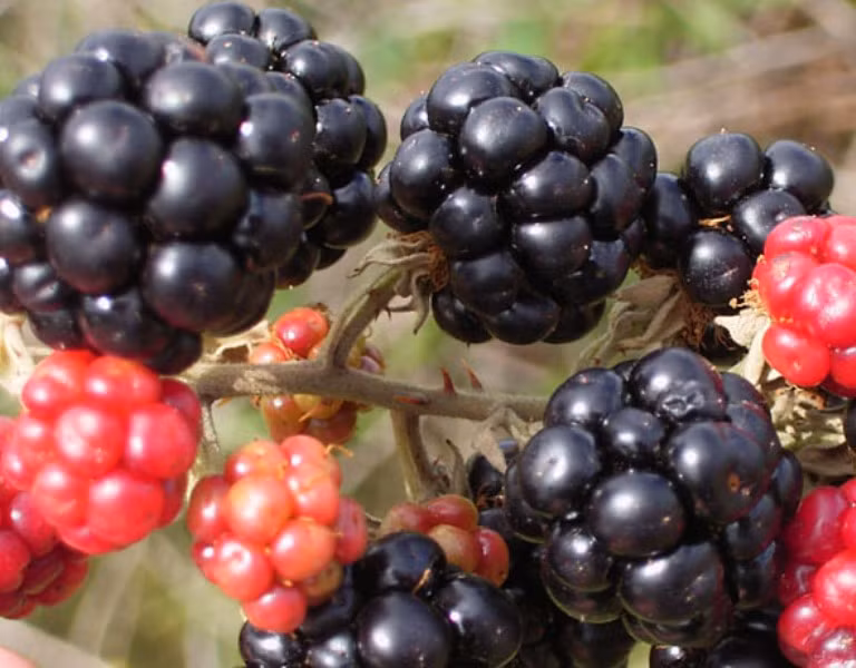 10. Quả mâm xôi (rasbhari), quả việt quất (falsa) và nho: 3 loại quả này chứa vitamin C, làm giảm nguy cơ hình thành đục thủy tinh thể.