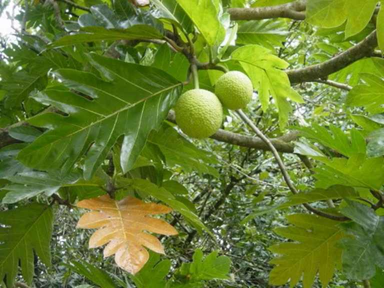 10. Chữa gout bằng lá sakê: Lấy 4 - 5 lá sakê, sắc lấy 2l nước sử dụng uống cả ngày. Uống kiên trì trong vòng 1 tháng sẽ có hiệu quả. Trong thời gian uống thuốc kiêng ăn các loại thịt có màu đỏ, phủ tạng động vật, hải sản. 10. Chữa gout bằng lá sakê: Lấy 4 - 5 lá sakê, sắc lấy 2l nước sử dụng uống cả ngày. Uống kiên trì trong vòng 1 tháng sẽ có hiệu quả. Trong thời gian uống thuốc kiêng ăn các loại thịt có màu đỏ, phủ tạng động vật, hải sản.