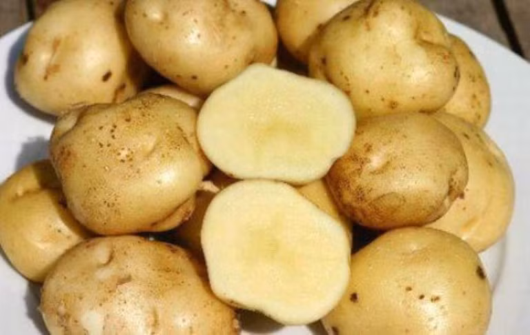 6. Chữa gout bằng khoai tây: Khoai tây 250g, dầu thực vật 30g. Rán khoai tây trong dầu thực vật, rồi trộn với xì dầu, gia vị. Ăn hàng ngày, dùng rất tốt mỗi khi bệnh tái phát. 6. Chữa gout bằng khoai tây: Khoai tây 250g, dầu thực vật 30g. Rán khoai tây trong dầu thực vật, rồi trộn với xì dầu, gia vị. Ăn hàng ngày, dùng rất tốt mỗi khi bệnh tái phát.