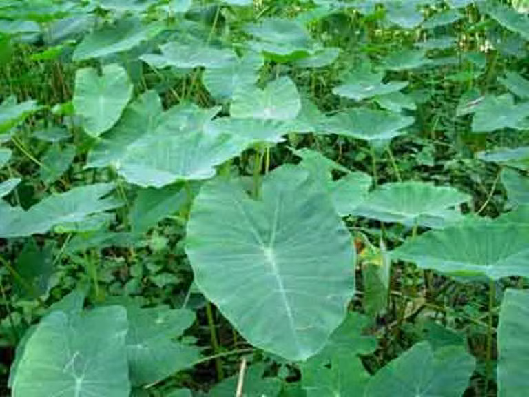 5. Chữa gout bằng củ ráy: Củ ráy cắt bỏ rễ con, cạo bỏ vỏ ngoài, phơi khô, (nếu dùng tươi phải ngâm lâu trong nước) sao vàng, lấy khoảng 50g. Qủa chuối hột chín thái mỏng, sao vàng lấy 30g. Cho 2 thứ vào bát nước sắc uống. Dùng như vậy liên tục hàng tháng. 5. Chữa gout bằng củ ráy: Củ ráy cắt bỏ rễ con, cạo bỏ vỏ ngoài, phơi khô, (nếu dùng tươi phải ngâm lâu trong nước) sao vàng, lấy khoảng 50g. Qủa chuối hột chín thái mỏng, sao vàng lấy 30g. Cho 2 thứ vào bát nước sắc uống. Dùng như vậy liên tục hàng tháng.