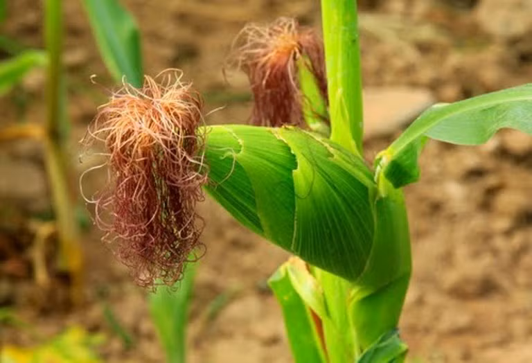 7. Râu ngô, đương quy vĩ: Râu ngô tươi 120g, đương quy vĩ 30g. Râu ngô phơi khô cắt thành đoạn 1cm. Bỏ đương quy vĩ vào trong nồi rang sơ, sau đó cắt thành sợi nhỏ.