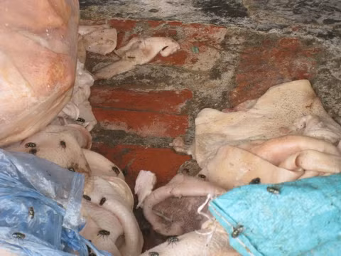 Lòng phèo và bì lợn đã bốc mùi, ruồi nhặng bu đầy
