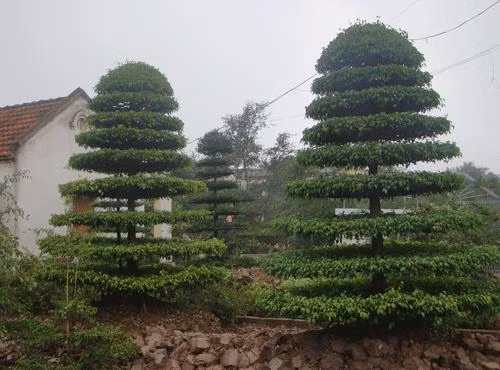 Đôi xanh 9 tầng khá được ưa chuộng Đôi xanh 9 tầng khá được ưa chuộng
