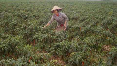Hái lá ớt xuất khẩu. Thu về tiền triệu mỗi tháng. (Ảnh: Thái Hưng)