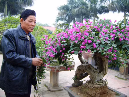 Cây hoa giấy “dáng long” đang là mốt chơi trong năm Nhâm Thìn.