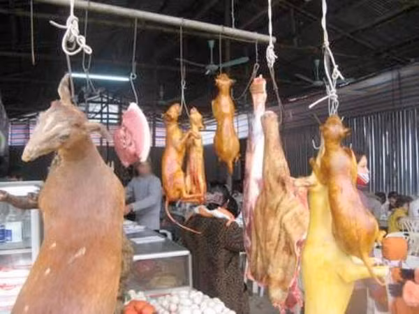 1. Hô biến heo sề, thịt ôi thành heo rừng Không quá khó để tìm các quán ăn đặc sản thú rừng từ Hà Nội, TP.Hồ Chí Minh đến các tỉnh thành khác trong cả nước. Giá mỗi món ăn chế biến từ thịt thú rừng không hề rẻ nên nhiều gian thương, thậm chí là các nhà hàng luôn có 101 cách hô biến thịt thú nhà thành thịt thú rừng với mục đích trục lợi. Ản chụp tại Chùa Hương.
