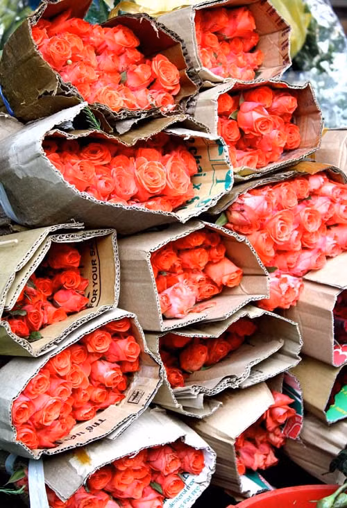 Hoa hồng là lựa chọn hàng đầu vào mùa Valentine Hoa hồng là lựa chọn hàng đầu vào mùa Valentine