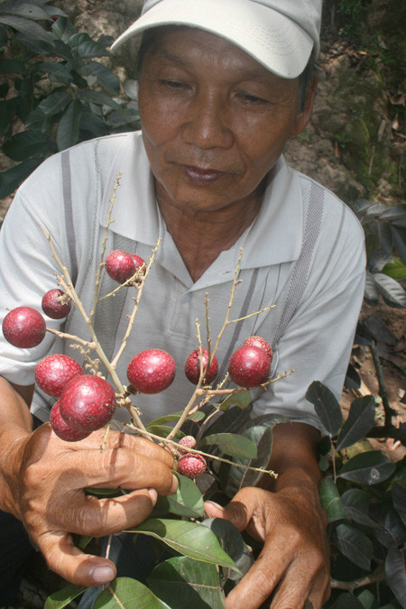 Ông Huy bên chùm nhãn màu tím rất lạ. Ông Huy bên chùm nhãn màu tím rất lạ.