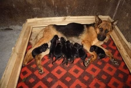 Nuôi GSD làm kinh tế cũng thu được lãi lớn (Ảnh: VSV) Nuôi GSD làm kinh tế cũng thu được lãi lớn (Ảnh: VSV)