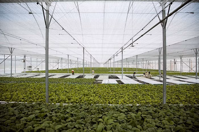 Công ty VinEco đã chính thức ra mắt thị trường mẻ rau sạch đầu tiên, khởi động cho 2 năm “Hành trình sạch – Tương lai xanh". Công ty VinEco đã chính thức ra mắt thị trường mẻ rau sạch đầu tiên, khởi động cho 2 năm “Hành trình sạch – Tương lai xanh".