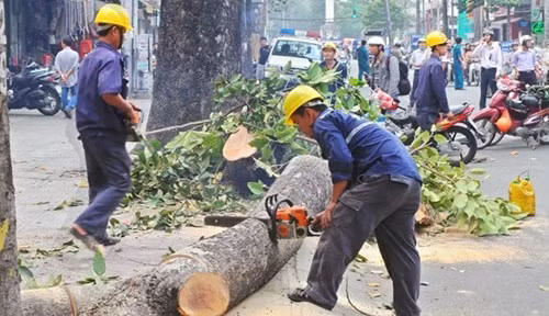 Vụ chặt hạ hàng trăm cây xanh lâu năm gây bức xúc trong dư luận. ảnh: Hà Nội mới.
