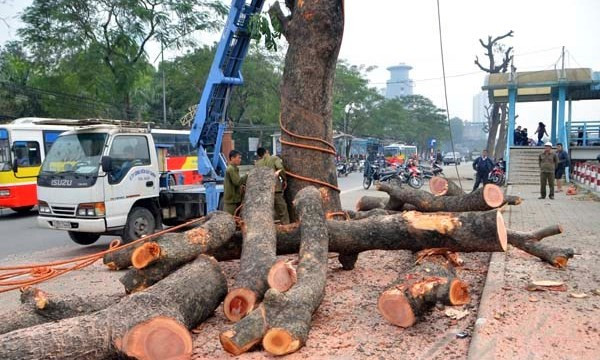 Chủ tịch UBND thành phố Hà Nội đã yêu cầu thanh tra việc thực hiện thay thế cây xanh trên một số tuyến phố thời gian qua. ảnh: motthegioi. Chủ tịch UBND thành phố Hà Nội đã yêu cầu thanh tra việc thực hiện thay thế cây xanh trên một số tuyến phố thời gian qua. ảnh: motthegioi.