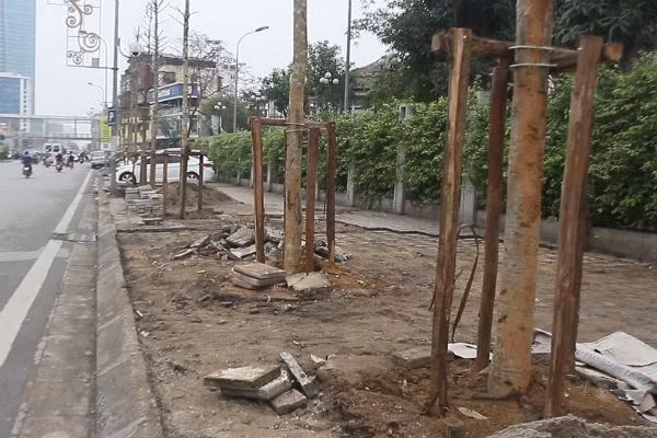Viện Khoa học lâm nghiệp Bộ Nông nghiệp và Phát triển Nông thôn khẳng định loại cây trồng trên đường Nguyễn Chí Thanh là "cây Mỡ". ảnh: vnn