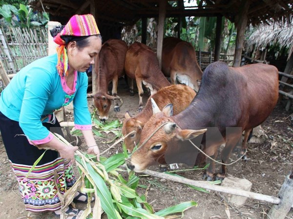 Chương trình 30a của Chính phủ đã phát huy được một số kết quả nhất định. ảnh: TTXVN.