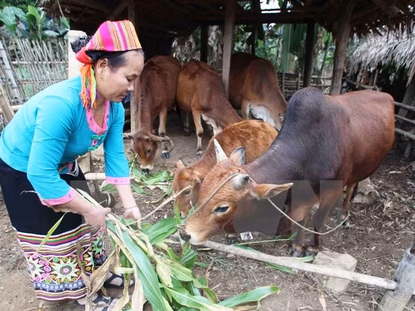 Chương trình 30a của Chính phủ đã phát huy được một số kết quả nhất định. ảnh: TTXVN.