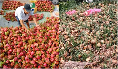 Được mùa mất giá là chuyện đã quá quen với người nông dân. ảnh: dân việt.